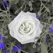 Charron (1) Img #2  White Rose #4