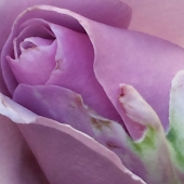 Chaykin (1) Img #1 Lavendar Rose