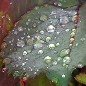 Chaykin (1) Img #2  Morning Dew