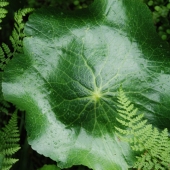 Crays (1) Img #1 Greeeen