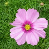 Crays (1) Img #1  Pretty in Pink