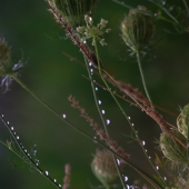 Donohue (1) Img #5  Night Rain