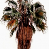 Duke (1) Img #1  Palm Tree