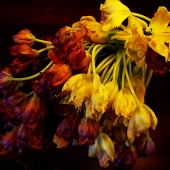 Gaynor (1) Img #1 R.I.P 1