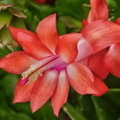 Grimes (1) Img #2   CORAL CACTUS