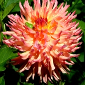 Haskell (1) Img #5  Tree Frog Resting on Petals