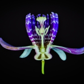 Hilst (1) Img #1  Deep Purple Passion