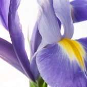 Ignotz (1) Img #1  Flower 1