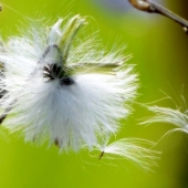 Jackson (1) Img #3  Wind Dancers