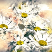 King-C (1) Img #5  Daisies