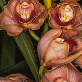 Leven (1) Img #2 Red Lipped Orchids