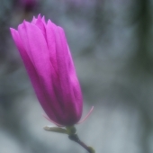 Lewis-T (1) Img #4  Magnolia Blossom in Fog