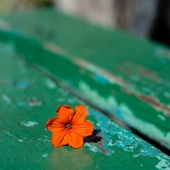 Lloyd (1) Img #2  On the Bench