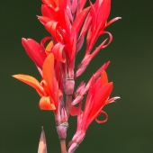 McCormack (1) Img #5  Cannas