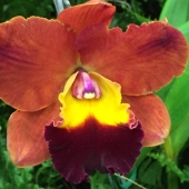 Megna (1) Img #2 Orange Orchid