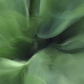 Mongrain (3) Img #2 Voile d'hostas