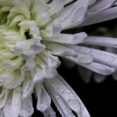 Morris (1) Img #1 Untitled