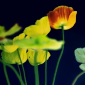 Neal (1) Img #1  Poppies #4