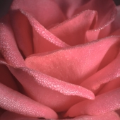 Farewell Autumn Rose