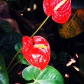 Palacios (1) Img #1  Fiery Red