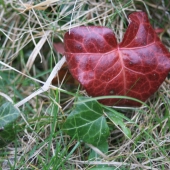 Petruckevitch (1) Img #1  Heart of Grass