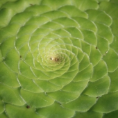 Petruckevitch (1) Img #3 Layered