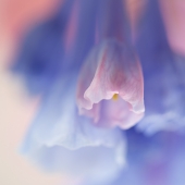 Redburn (1) Img #5  Blue Bells