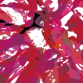 Shavon (1) Img #5  Candy Blossums