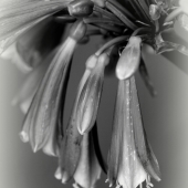 Slezak (1) Img #3  Fire Lily