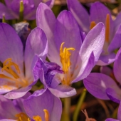 Sohlman (2) Img #1  Lilac Crocus