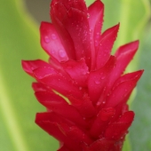 South (1) Img #1  Ginger Dew Drops