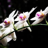 Stamatelatos (1) Img #1  Reach