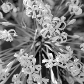 Teetelli (1) Img #5  Dominican Starbursts VII