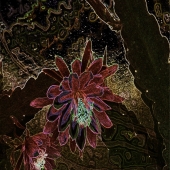 Ungermann-Marshall (1) Img #1  Night Cactus