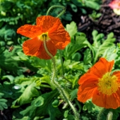 Waldrop (1) Img #2  Pollen Pickin