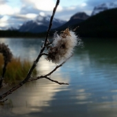 Wardant (1) Img #1  Pussy Willow