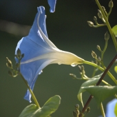 Watson (1) Img #1  Morning Glory