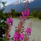 Williams-Ben (1) Img #2  Alaskan Fireweed