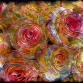 Williams-M (1) Img #1 Fire Roses