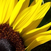 Williams-M (1) Img #4 Sun Flower