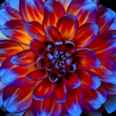 Yarmak (1) Img #1 Icy Embers