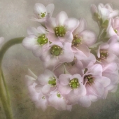 1st - Photo - English (1) Img #1  Bergenia  Enhanced