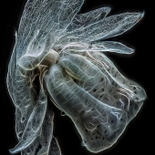 3rd Place - Photo - Shirey (1) Img #4  Monotropa