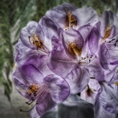 4th Place - Photo - Borrelli (1) Img #1 All Aglow