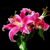 HM - Photo - Munyak (1) Img #1 Painted Lilies