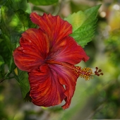 HM - Photo - Oakes (1) Img #4 Red Hibiscus 2