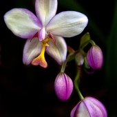 HM - Photo - Sirnick (1) Img #5  Enigma