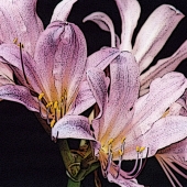 HM - Photo - Williams-Bob (1) Img #2 Surprise Lilly 5