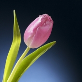 Alessandria (1) Img #3  Pink Tulip