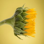 Alessandria (1) Img #5  Sunflower